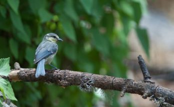 Az afrikai kékcinege (Cyanistes teneriffae) megjelenése, életmódja, szaporodása