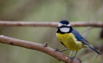 Az afrikai kékcinege (Cyanistes teneriffae) megjelenése, életmódja, szaporodása