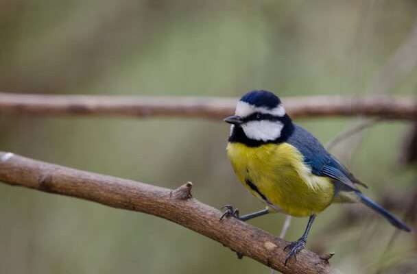 Az afrikai kékcinege (Cyanistes teneriffae) megjelenése, életmódja, szaporodása