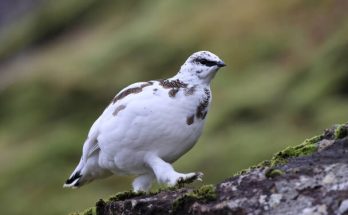 Az alpesi hófajd (Lagopus muta) megjelenése, életmódja, szaporodása