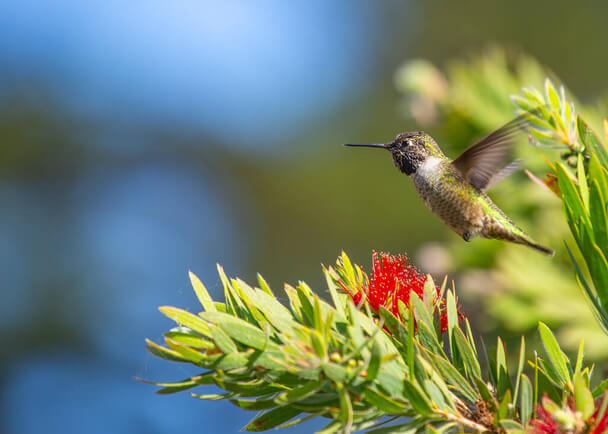 Az Anna-kolibri (Calypte anna) megjelenése, életmódja, szaporodása