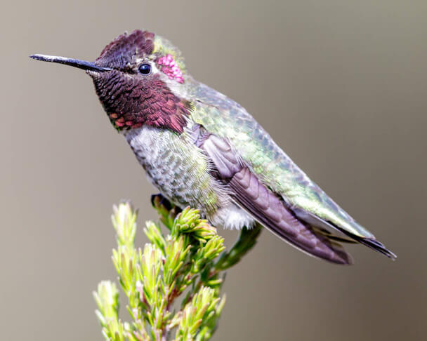 Az Anna-kolibri (Calypte anna) megjelenése, életmódja, szaporodása