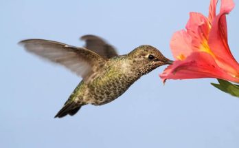 Az Anna-kolibri (Calypte anna) megjelenése, életmódja, szaporodása