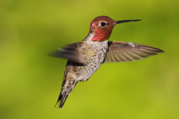 Az Anna-kolibri hangja (Calypte anna) megjelenése, életmódja, szaporodása