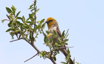 Az aranycinege (Auriparus flaviceps) megjelenése, életmódja, szaporodása