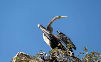 Az ausztrál kígyónyakúmadár (Anhinga novaehollandiae) megjelenése, életmódja, szaporodása