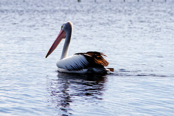 Az ausztrál pelikán (Pelecanus conspicillatus) megjelenése, életmódja, szaporodása