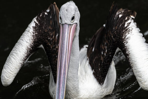 Az ausztrál pelikán (Pelecanus conspicillatus) megjelenése, életmódja, szaporodása 