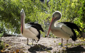 Az ausztrál pelikán (Pelecanus conspicillatus) megjelenése, életmódja, szaporodása