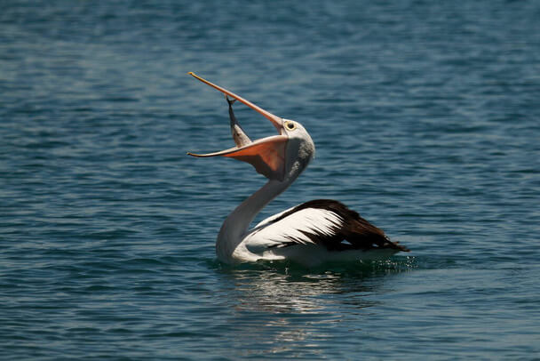 Az ausztrál pelikán (Pelecanus conspicillatus) megjelenése, életmódja, szaporodása 