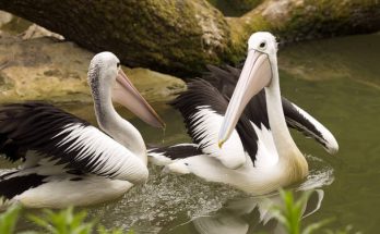 Az ausztrál pelikán (Pelecanus conspicillatus) megjelenése, életmódja, szaporodása