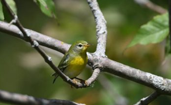 A barkós lombjáró (Setophaga pensylvanica) megjelenése, életmódja, szaporodása