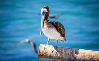 A barna gödény (Pelecanus occidentalis) megjelenése, életmódja, szaporodása