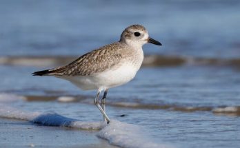 Az ezüstlile (Pluvialis squatarola) megjelenése, életmódja, szaporodása