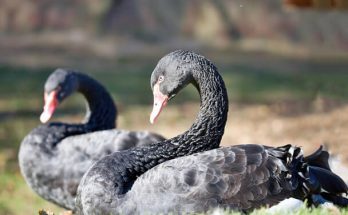 A fekete hattyú (Cygnus atratus) megjelenése, életmódja, szaporodása