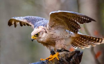 A Feldegg-sólyom (Falco biarmicus) megjelenése, életmódja, szaporodása