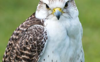 A Feldegg-sólyom (Falco biarmicus) megjelenése, életmódja, szaporodása