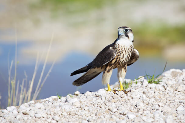 A Feldegg-sólyom (Falco biarmicus) megjelenése, életmódja, szaporodása