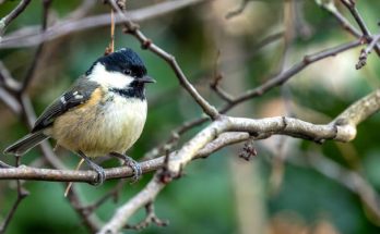 A fenyvescinege (Periparus ater) megjelenése, életmódja, szaporodása