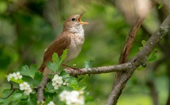 A fülemüle (Luscinia megarhynchos) megjelenése, életmódja, szaporodása