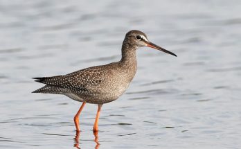 A füstös cankó (Tringa erythropus) megjelenése, életmódja, szaporodása