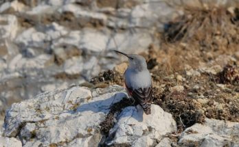 A hajnalmadár (Tichodroma muraria) megjelenése, életmódja, szaporodása