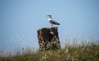 A halászsirály (Ichthyaetus ichthyaetus) megjelenése, életmódja, szaporodása