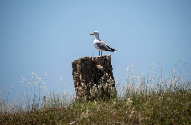 A halászsirály (Ichthyaetus ichthyaetus) megjelenése, életmódja, szaporodása