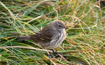 A havasi pityer (Anthus spinoletta) megjelenése, életmódja, szaporodása