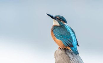 A jégmadár (Alcedo atthis) megjelenése, életmódja, szaporodása