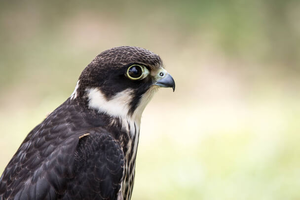 A kabasólyom (Falco subbuteo) megjelenése, életmódja, szaporodása