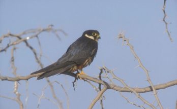 A kabasólyom (Falco subbuteo) megjelenése, életmódja, szaporodása