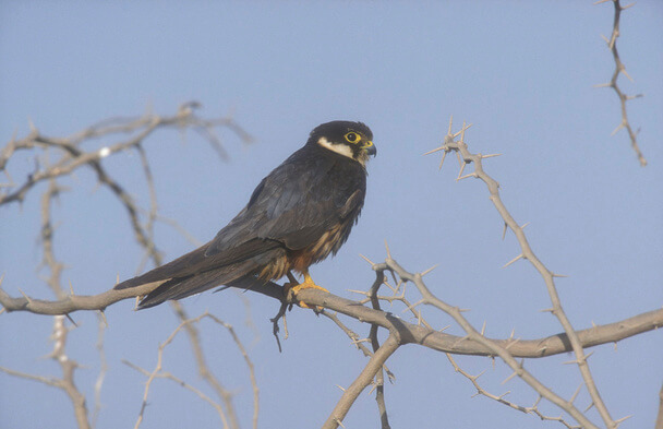 A kabasólyom hangja (Falco subbuteo) megjelenése, életmódja, szaporodása