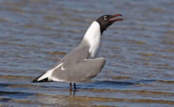 A kacagó sirály (Leucophaeus atricilla) megjelenése, életmódja, szaporodása