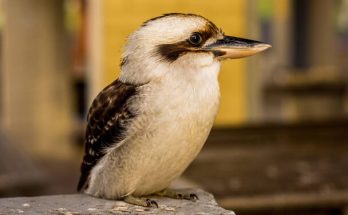 A kacagójancsi (Dacelo novaeguineae) megjelenése, életmódja, szaporodása