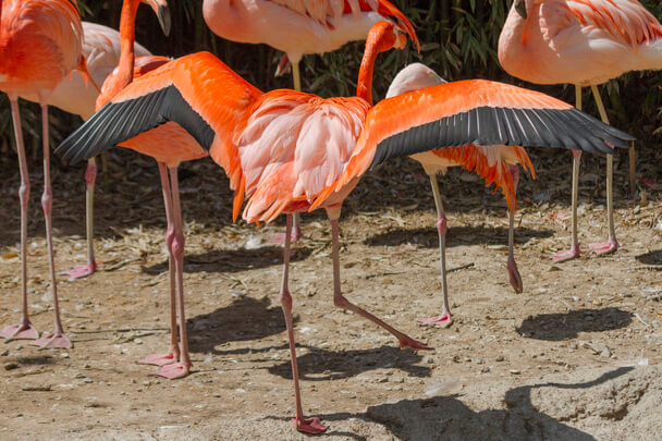 A karibi flamingó (Phoenicopterus ruber) megjelenése, életmódja, szaporodása