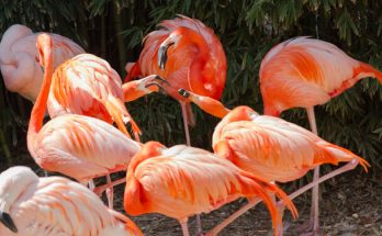 A karibi flamingó (Phoenicopterus ruber) megjelenése, életmódja, szaporodása