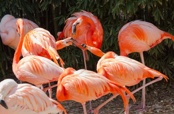 A karibi flamingó (Phoenicopterus ruber) megjelenése, életmódja, szaporodása