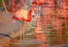 A karibi flamingó (Phoenicopterus ruber) megjelenése, életmódja, szaporodása