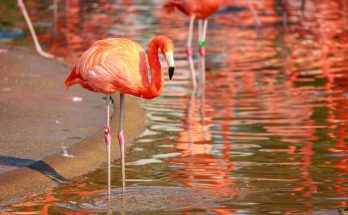 A karibi flamingó (Phoenicopterus ruber) megjelenése, életmódja, szaporodása