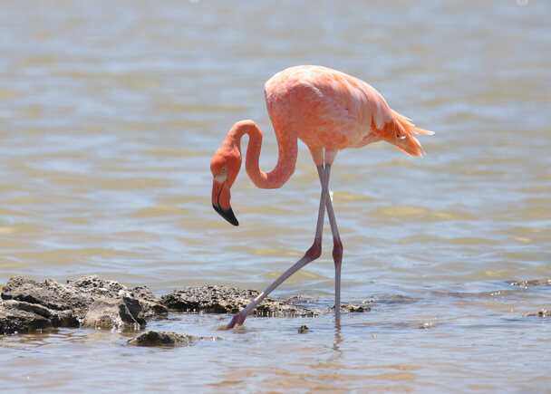 A karibi flamingó hangja (Phoenicopterus ruber) megjelenése, életmódja, szaporodása