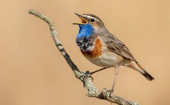 A kékbegy (Luscinia svecica) megjelenése, életmódja, szaporodása