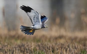 A kékes rétihéja (Circus cyaneus) megjelenése, életmódja, szaporodása