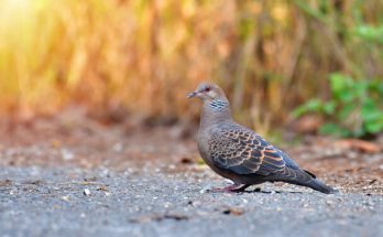 A keleti gerle (Streptopelia orientalis) megjelenése, életmódja, szaporodása