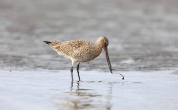 A kis goda (Limosa lapponica) megjelenése, életmódja, szaporodása