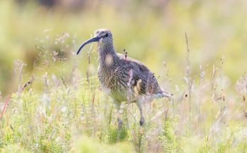 A kis póling (Numenius phaeopus) megjelenése, életmódja, szaporodása