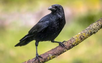 A kormos varjú (Corvus corone) megjelenése, életmódja, szaporodása