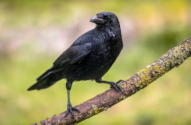 A kormos varjú (Corvus corone) megjelenése, életmódja, szaporodása