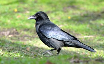 A kormos varjú (Corvus corone) megjelenése, életmódja, szaporodása