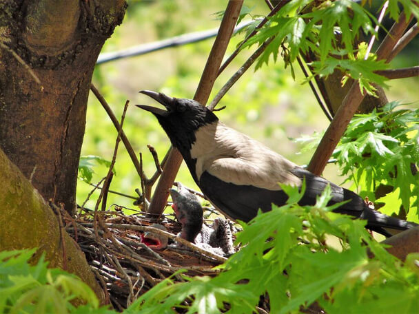 A kormos varjú hangja (Corvus corone) megjelenése, életmódja, szaporodása